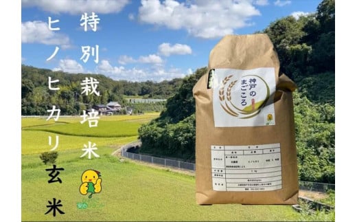 特別栽培米　神戸のまごころ　ヒノヒカリ 玄米 5kg 1083780 - 兵庫県神戸市