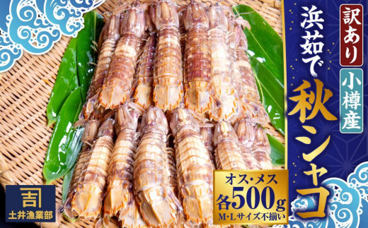 【訳あり】北海道小樽産 漁師直送 浜茹で秋シャコ(冷凍) オス・メス 各500g (各12匹～) [M・Lサイズ不揃い・傷あり・規格外] 【2025年12月下旬発送予定】 1042876 - 北海道小樽市