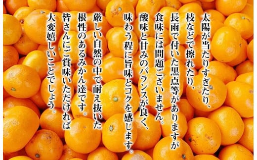 和歌山県有田川町のふるさと納税 訳あり それでも 有田みかん 箱込 2.5kg (内容量約 2.3kg) サイズミックス B品 有田みかん 和歌山県産 産地直送 家庭用【みかんの会】