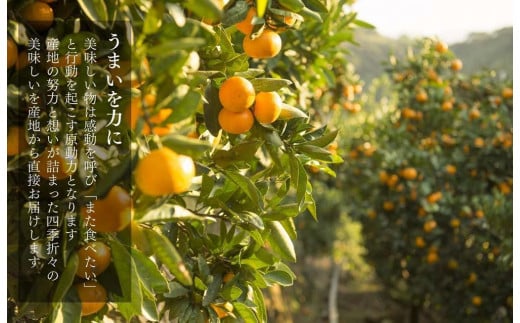 和歌山県有田川町のふるさと納税 みかん 大玉 どっこいしょ 箱込 10kg ( 内容量約 9.2kg ) 2Lサイズ以上 秀品 優品 混合 有田みかん 和歌山県産 産地直送 家庭用【みかんの会】