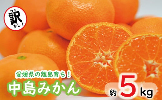 みかん 約 5kg 中島みかん ⻘丸＜11月中旬～発送＞ みかん ミカン mikan  柑橘 フルーツ 果物  愛媛県 松山市 送料無料 1087674 - 愛媛県松山市