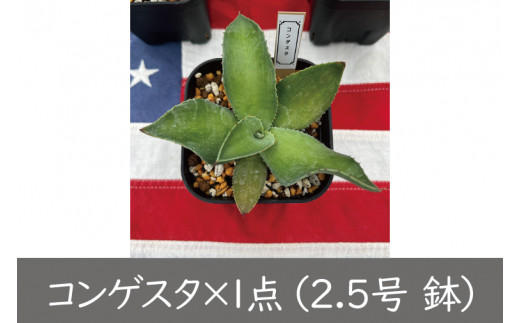 多肉植物　アガベ　3点セット❶(五色万代　アメリカーナ　王妃雷神)