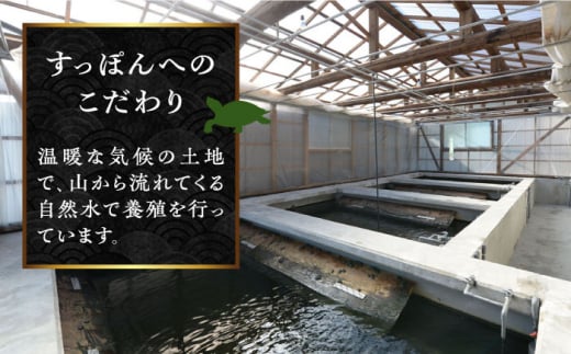 【全6回定期便】おうちですっぽん鍋 1人前　鍋 美容 スタミナ 健康 唐揚げ＜平井興産株式会社＞江田島市 [XAC012]|平井興産 株式会社