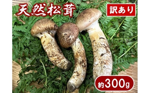 【期間限定】岩手県産 天然松茸 約300ｇ 訳あり【開きや小さめ、割れ、欠けなど】 家庭用