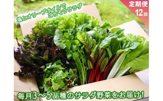 【定期便 全12回】サラダ野菜セット～3～5品種を毎月お届け～ 1117562 - 熊本県阿蘇市