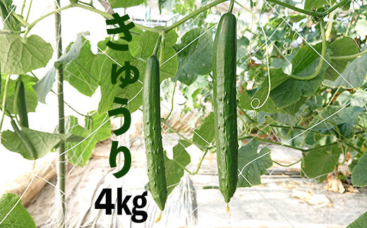 新鮮きゅうり4kg【特別栽培農産物】 1088145 - 埼玉県加須市