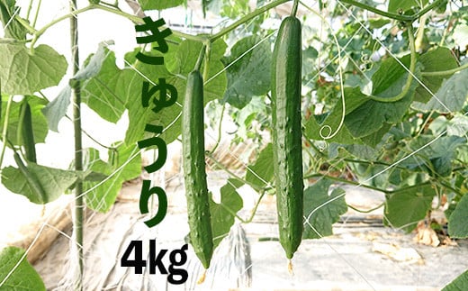 新鮮きゅうり4kg【特別栽培農産物】 1088145 - 埼玉県加須市