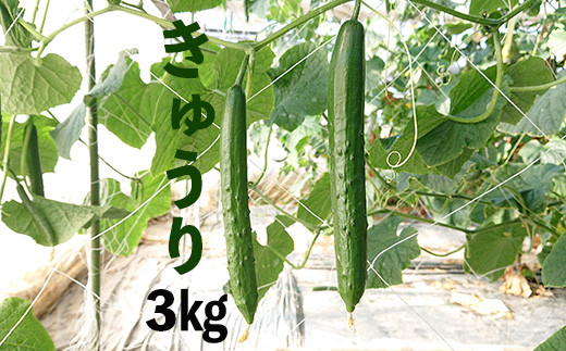 新鮮きゅうり3kg【特別栽培農産物】 1088146 - 埼玉県加須市