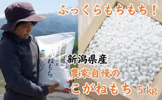 新米 新潟県産 もち米『こがねもち』5kg 令和6年産 ふっくらモチモチ! 芳醇な甘い香り 磯貝農場[ご飯 ライス ふるさと納税米 ブランド米 餅 赤飯 おこわ 糸魚川 もち米 黄金餅 2024]