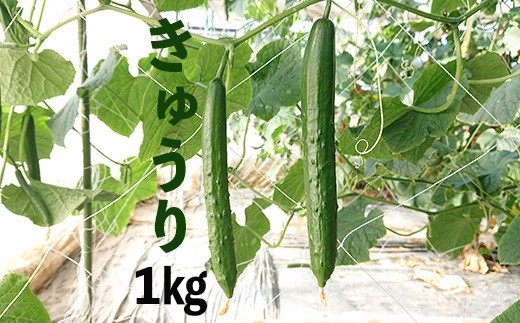 新鮮きゅうり1kg【特別栽培農産物】 1088148 - 埼玉県加須市