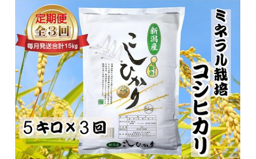 【令和6年産新米予約】3ヶ月定期便 ミネラル栽培こしひかり 5kg×3回 計15kg 白米 精米 井上米穀店 10月上旬より順次発送予定 1I12030 1090135 - 新潟県阿賀野市