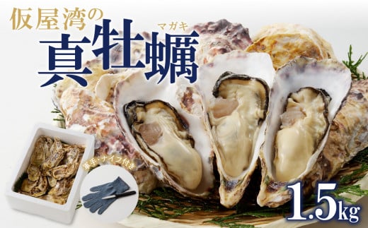 【1月配送】仮屋湾の真牡蠣（1.5kg）【殻付き】