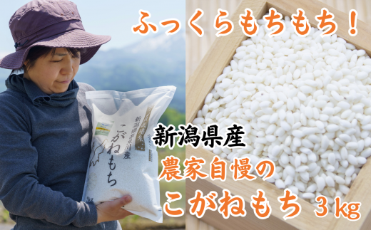 新米 新潟県産 もち米『こがねもち』3kg 令和6年産 ふっくらモチモチ！ 芳醇な甘い香り 磯貝農場【ふるさと納税 米 ブランド米 餅 赤飯 おこわ 糸魚川 2024 黄金餅 もち米】 1088825 - 新潟県糸魚川市