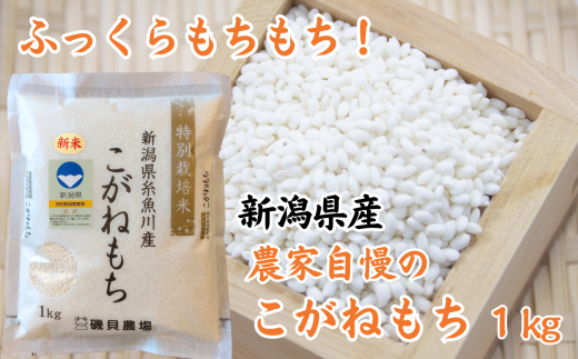 新潟県産 もち米『こがねもち』1kg 令和5年産新米 ふっくらモチモチ！ 芳醇な甘い香り 磯貝農場 餅 赤飯 おこわ 糸魚川|磯貝農場