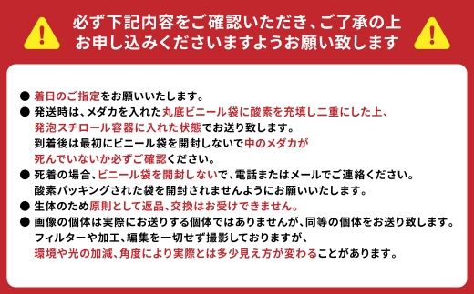 五式 Type R 2匹 水兵メダカ 熊本県産 めだか - 熊本県八代市