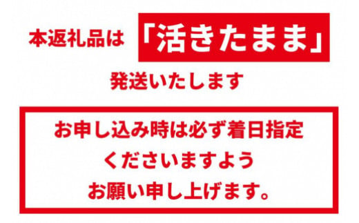 年末配送指定可能‼️活き伊勢海老1キロ送料込み‼️2匹で1キロなどの