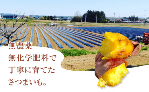 さつまいも 無農薬 紅はるか 3kg 福島県 大玉村産 2S～Sサイズ混合