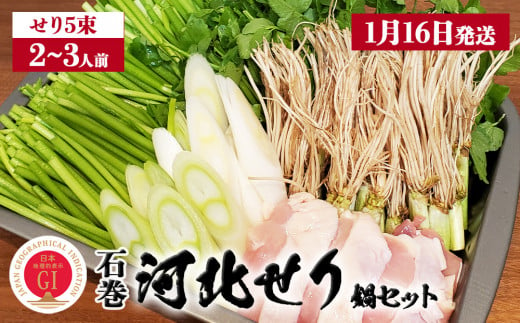 【1月16日発送】せり鍋 セット 2-3人前 せり 長ねぎ パックご飯 スープ 鶏肉 セリ セリ鍋 河北せり 野菜 鍋 1089188 - 宮城県石巻市