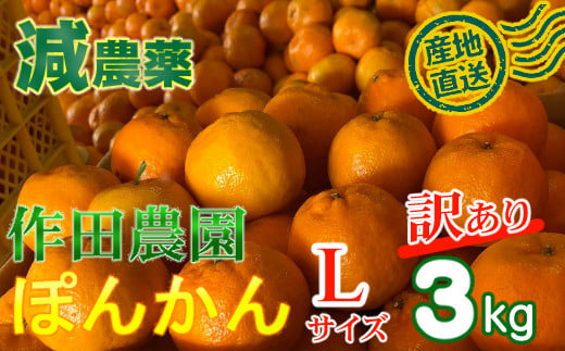 【訳あり】作田農園直送！ポンカンＬサイズ３ｋｇ