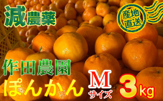 【秀品】作田農園直送！ポンカンＭサイズ3kg _ 減農薬 有機肥料 ポンカン ぽんかん くだもの 果物 フルーツ 柑橘 かんきつ みかん ミカン 人気