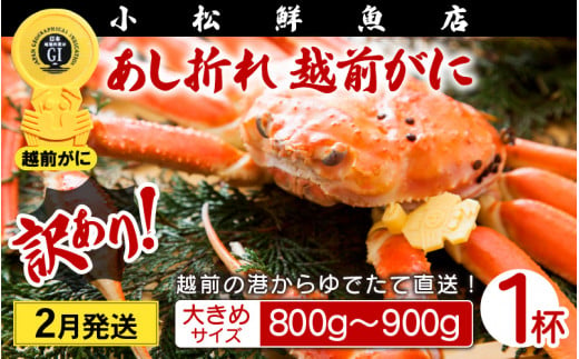 【訳あり】足折れ 越前がに 大きめサイズ × 1杯（800～900g）地元で喜ばれるゆで加減・塩加減で越前の港から直送！【雄 ズワイガニ ずわいがに 姿 ボイル 冷蔵 福井県】【2月発送分】希望日指定可 備考欄に希望日をご記入ください [e23-x013_02] 1095120 - 福井県越前町