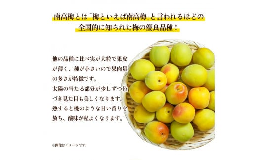 和歌山県産 熟成南高梅 10kg(4Lサイズ) うめ 梅干 梅酒 ふるさと農園《6月上旬-6月中旬頃より出荷》 和歌山県 日高町