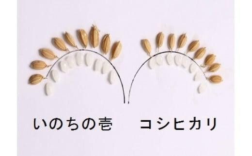 令和5年産 飛騨高山産「いのちの壱」（白米）15kg×12ケ月（定期便）お米 精米 ご飯 ごはん クオリティ飛騨高山 h501