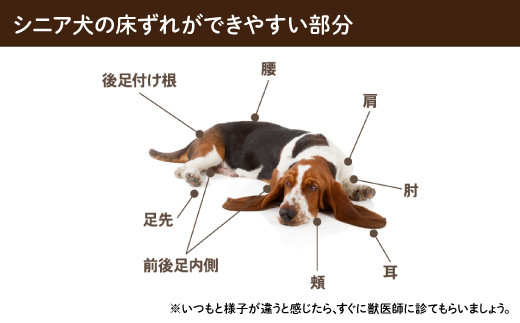 シニア犬の床ずれができやすい部分は、後足付け根や腰、肩、肘、耳、頬、前後足内側、足先などが挙げられます。