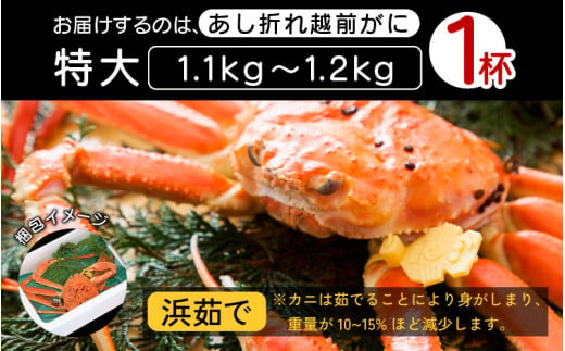 訳あり】足折れ 越前がに 特大サイズ × 1杯（1.1～1.2kg）地元で喜ば