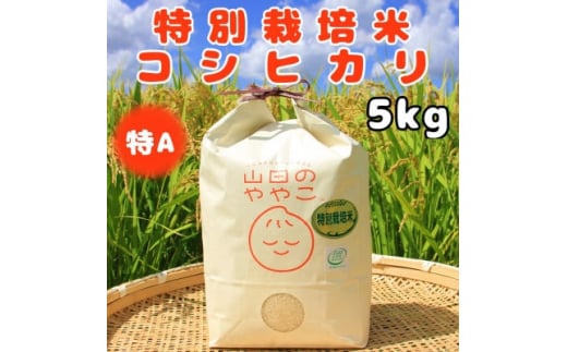 令和5年産『山田のややこ』特別栽培米コシヒカリ(精米)5kg【1439702】 1091741 - 茨城県河内町
