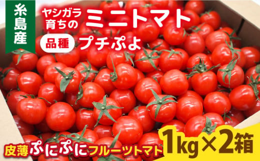 ミニトマト （ プチぷよ ） 1kg×2箱 （2kg）糸島市 / かわぞえ農園 ぷちぷよ トマト [AAM002]