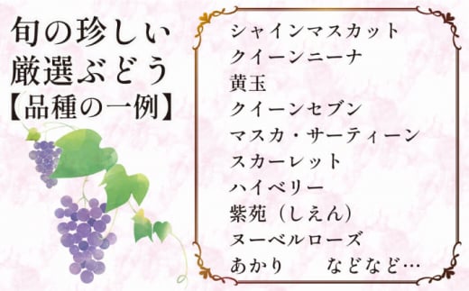 ハイベリー1本、紫苑1本（苗木 葡萄）1本苗木 - 果樹