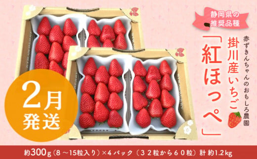 果物イチゴ　紅ほっぺ　32パック
