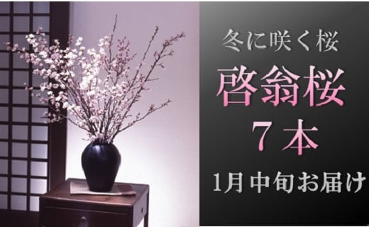食の都庄内　【1月中旬お届け】啓翁桜（7本束） 2015156 - 山形県三川町