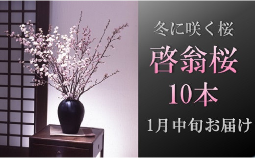 食の都庄内　【1月中旬お届け】啓翁桜（10本束） 2015157 - 山形県三川町
