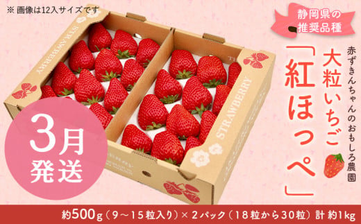 １１７７ いちご 大粒 紅ほっぺ 500g×２P 計1kg 令和５年12月頃から