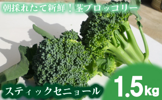 【 期間限定 】スティックセニョール 1.5kg 茎 ブロッコリー 朝採れ 新鮮 野菜 産地直送 下関 山口