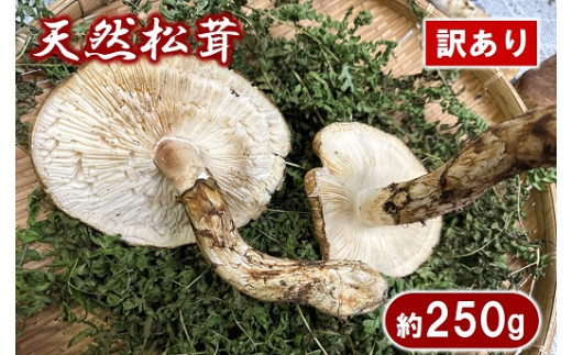 期間限定】岩手県産 天然松茸 約250ｇ 訳あり 【開きや傷、割れ、欠け