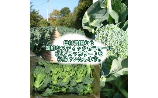 【 期間限定 】スティックセニョール 1.5kg 茎 ブロッコリー 朝採れ 新鮮 野菜 産地直送 下関 山口