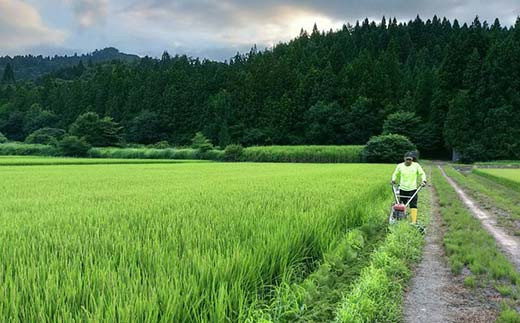 ＜定期便＞特別栽培米～観音米～ 10kg×6ヶ月連続 （令和5年産） 【マルサンファーム】 精米 F21J-207