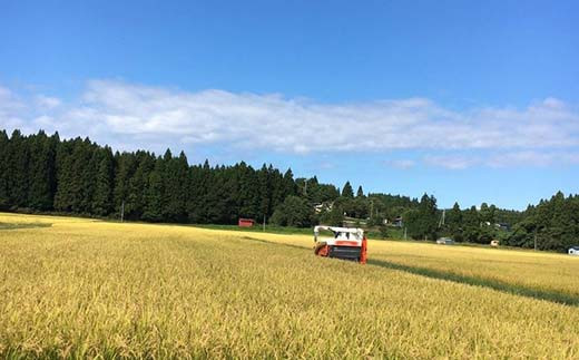 ＜定期便＞特別栽培米～観音米～ 10kg×6ヶ月連続 （令和5年産） 【マルサンファーム】 精米 F21J-207