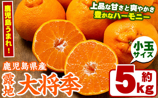 <先行予約受付中!2024年3月以降発送予定>鹿児島生まれの品種!露地栽培の大将季<小玉>(計5kg・小玉24~30玉)果物 冬 春 柑橘 みかん 蜜柑 フルーツ 期間限定 数量限定【鹿児島いずみ農業協同組合】22-11