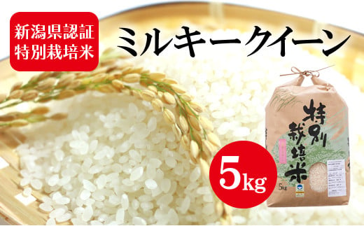 令和５年産 新潟県認証特別栽培米 ミルキークイーン 5kg 713899 - 新潟県新潟市