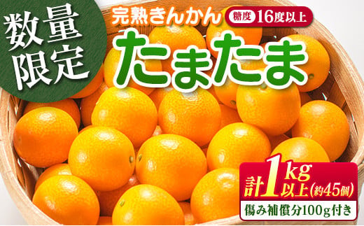 糖度16度以上 数量限定 完熟 きんかん たまたま 計1kg以上 傷み補償分付き フルーツ 果物 期間限定 ブランド 金柑 柑橘 国産 食品 人気 おすすめ A品 産地直送 ギフト 贈り物 贈答 プレゼント ご褒美 おすそ分け デザート 宮崎県 日南市 送料無料_B215-23