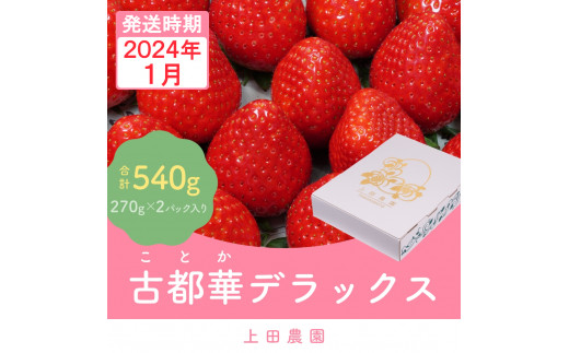 （冷蔵）【１月発送分】イチゴ 奈良県産高級ブランド品種「古都華」デラックス（270g×２パック） ／ 上田農園 苺 いちご フルーツ 奈良県 田原本町