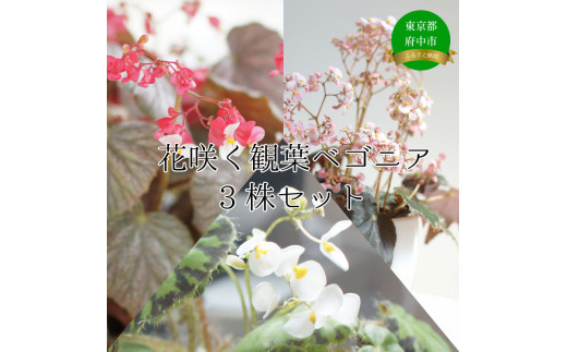 花咲く観葉ベゴニア3株セット 1098625 - 東京都府中市
