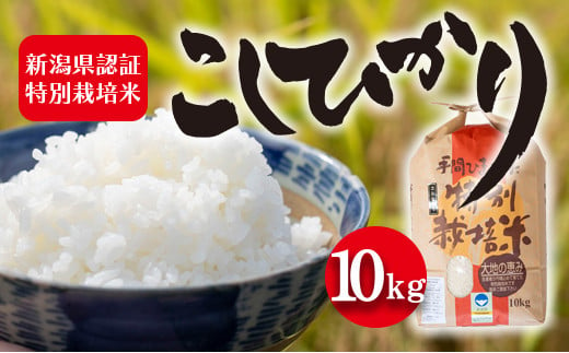 令和5年産 新潟県認証特別栽培米 コシヒカリ10kg 713896 - 新潟県新潟市