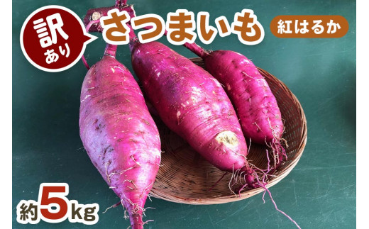 訳あり] さつまいも (紅はるか) 5kg【黒澤農園】｜サツマイモ さつま芋