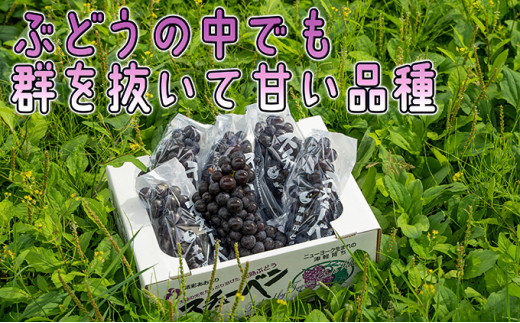 【送料無料】青森県津軽地方産ぶどう　つるたスチューベン　１０キロ　特秀　Ｌサイズ