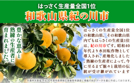 木なり完熟紅はっさく 約5kg (10-20個) 木村農園《2024年3月上旬‐4月